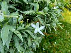 关闭绿色栀子花jasminoides栀子花角茉莉花角茉莉香水名字名字茉莉自然背景植物传统的中国人医学排水火