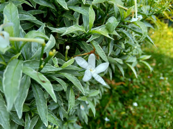 关闭绿色<strong>栀子</strong>花jasminoides<strong>栀子</strong>花角茉莉花角茉莉香水名字名字茉莉自然背景植物传统的中国人医学排水火