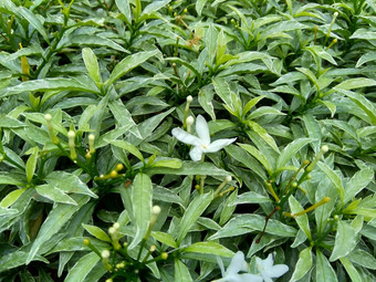 关闭绿色<strong>栀子花</strong>jasminoides<strong>栀子花</strong>角茉莉花角茉莉香水名字名字茉莉自然背景植物传统的中国人医学排水火