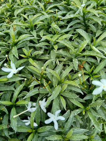 关闭绿色栀子花jasminoides栀子花角茉莉花角茉莉香水名字名字茉莉自然背景植物传统的中国人医学排水火