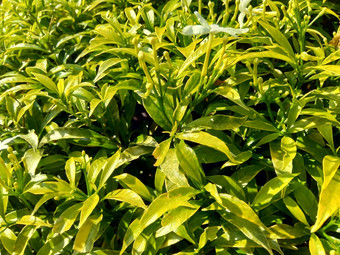 关闭绿色<strong>栀子花</strong>jasminoides<strong>栀子花</strong>角茉莉花角茉莉香水名字名字茉莉自然背景植物传统的中国人医学排水火