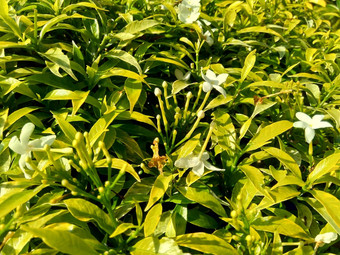 关闭绿色<strong>栀子花</strong>jasminoides<strong>栀子花</strong>角茉莉花角茉莉香水名字名字茉莉自然背景植物传统的中国人医学排水火