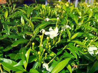 关闭绿色栀子花jasminoides栀子花角茉莉花角茉莉香水名字名字茉莉自然背景植物传统的中国人医学排水火