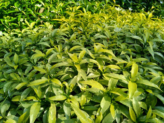 关闭绿色<strong>栀子花</strong>jasminoides<strong>栀子花</strong>角茉莉花角茉莉香水名字名字茉莉自然背景植物传统的中国人医学排水火