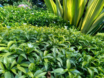 关闭绿色栀子花jasminoides栀子花角茉莉花角茉莉香水名字名字茉莉自然背景植物传统的中国人医学排水火