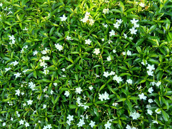 关闭绿色<strong>栀子</strong>花jasminoides<strong>栀子</strong>花角<strong>茉莉花</strong>角茉莉香水名字名字茉莉自然背景植物传统的中国人医学排水火