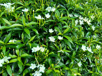 关闭绿色<strong>栀子</strong>花jasminoides<strong>栀子</strong>花角<strong>茉莉花</strong>角茉莉香水名字名字茉莉自然背景植物传统的中国人医学排水火