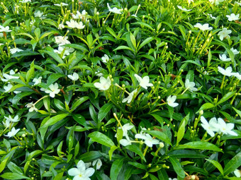 关闭绿色栀子花jasminoides栀子花角茉莉花角茉莉香水名字名字茉莉自然背景植物传统的中国人医学排水火