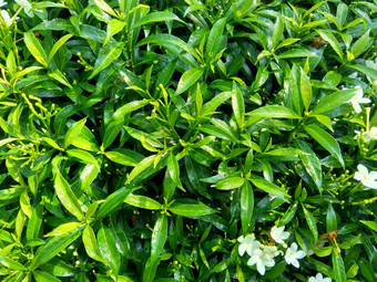 关闭绿色<strong>栀子</strong>花jasminoides<strong>栀子</strong>花角<strong>茉莉花</strong>角茉莉香水名字名字茉莉自然背景植物传统的中国人医学排水火