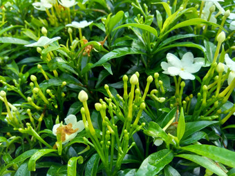 关闭绿色<strong>栀子花</strong>jasminoides<strong>栀子花</strong>角茉莉花角茉莉香水名字名字茉莉自然背景植物传统的中国人医学排水火