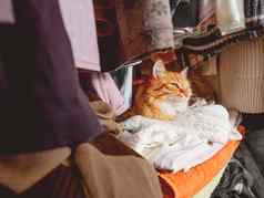 可爱的姜猫睡觉桩衣服毛茸茸的宠物La2