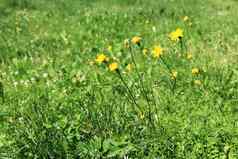 甘菊花黄色的巴德白色花瓣户外夏天背景