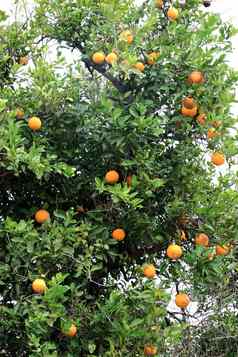 橙色树水果日益增长的城市街