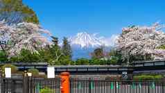 富士山樱桃开花春天fujinomiya日本