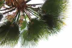 异国情调的棕榈树分支机构天空棕榈树叶前纹理