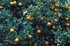 柑橘类橘子热带悠闲吃智慧水果普通话树水果纹理维生素农业木