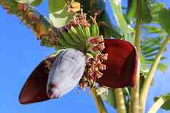 香蕉水果群热带树棕榈异国情调的植物农业