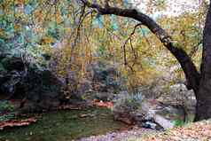 树挂分支黄色的叶子河山景观