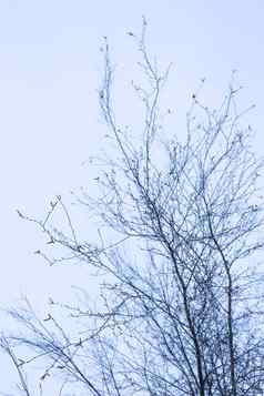 冬天下降叶子树悠闲吃