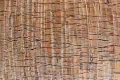 棕榈树皮模式纹理热带树树干背景异国情调的木背景
