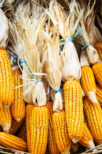 玉米玉米玉米穗轴收获季节