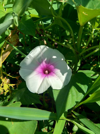 关闭水菠菜番薯aquatica河菠菜水早....<strong>荣耀</strong>水旋花植物中国人菠菜中国人豆瓣菜中国人旋花植物沼泽卷心菜花自然<strong>背景</strong>