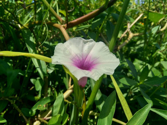 关闭水菠菜番薯aquatica河菠菜水早....荣耀水旋花植物<strong>中国</strong>人菠菜<strong>中国</strong>人豆瓣菜<strong>中国</strong>人旋花植物沼泽卷心菜花自然背景