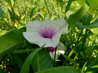 关闭水菠菜番薯aquatica河菠菜水早....荣耀水旋花植物<strong>中国</strong>人菠菜<strong>中国</strong>人豆瓣菜<strong>中国</strong>人旋花植物沼泽卷心菜花自然背景