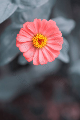 单粉红色的Zinnia花<strong>灰色</strong>背景