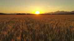 空中关闭金小麦场巨大的农业农田日出