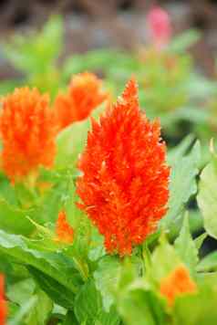 红色的Celosiaplumosa盆栽能植物温室