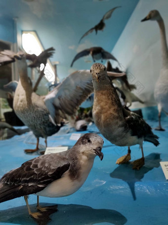 动物标本制作群鸟玻璃笼子里
