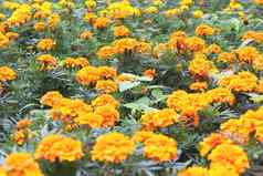 橙色金盏花teotleco花花圃背景很多黄色的花纹理