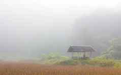 小屋大米场有雾的冬天早....泰国