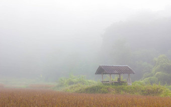 小屋大米场有雾的冬天早....泰国