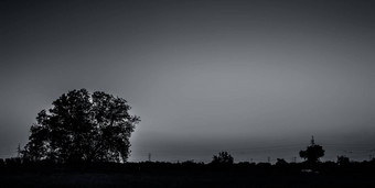 黄昏时间拍摄树轮廓深森林概念孤独打破