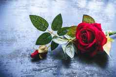 红色的玫瑰花乡村地板上自然生活爱浪漫的背景主题壁纸网络横幅设计装饰友谊情人节一天复制空间房间文本按摩