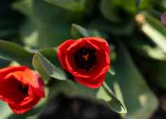红色的郁金香日益增长的花园春天