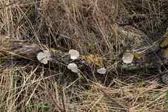 蘑菇易燃物真菌地衣树日志黄色的地衣花园