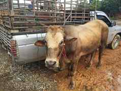 牛牲畜市场郊区泰国