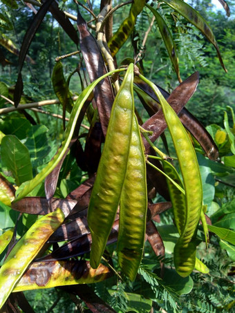 银合欢leucocephala珍贝河罗望子苏巴布尔白色popinac白色铅树含<strong>羞</strong>草白斑病含<strong>羞</strong>草glaucakoenig被称为中国人那些药丸kemlandingan兰特