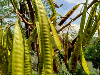 银合欢leucocephala珍贝河罗望子苏巴布尔白色popinac白色铅树含<strong>羞</strong>草白斑病含<strong>羞</strong>草glaucakoenig被称为中国人那些药丸kemlandingan兰特