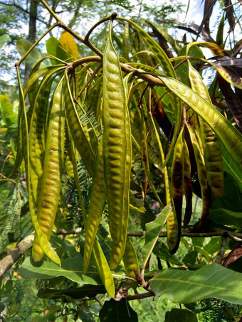 银合欢leucocephala珍贝河罗望子苏巴布尔白色popinac白色铅树含<strong>羞</strong>草白斑病含<strong>羞</strong>草glaucakoenig被称为中国人那些药丸kemlandingan兰特