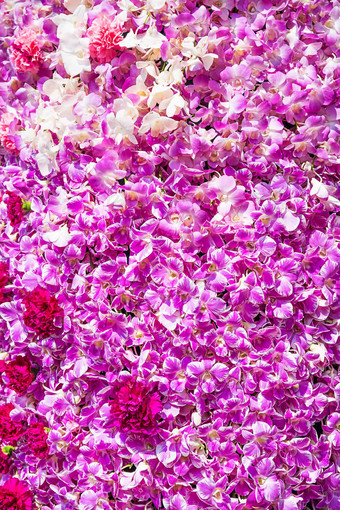 康乃馨花紫色的兰花花