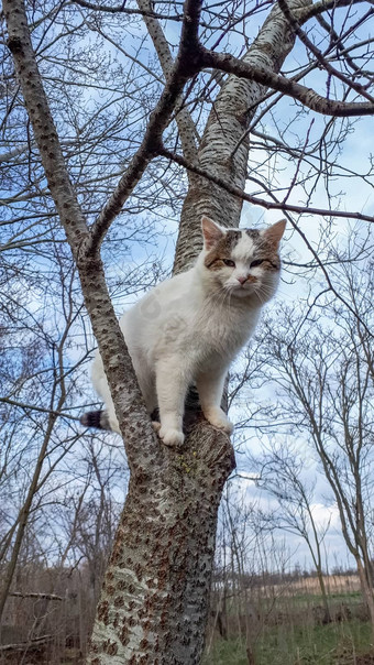 猫树宠物猫爬上树