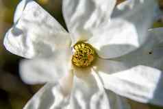 盛开的白色木兰花背景