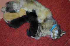 猫妈妈提要小猫牛奶小猫猫谎言地毯
