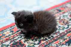 毛茸茸的黑色的小猫地毯地板上