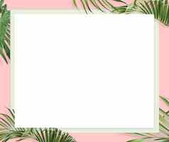 网站横幅粉红色的背景欧几里得棕榈叶子边境