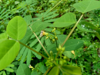 关闭绿色酢浆草barrelieri桶形的woodsorrel薰衣草酢浆草属十三酸模马龙酸模萨瓦内酢浆草巴希恩斯自然